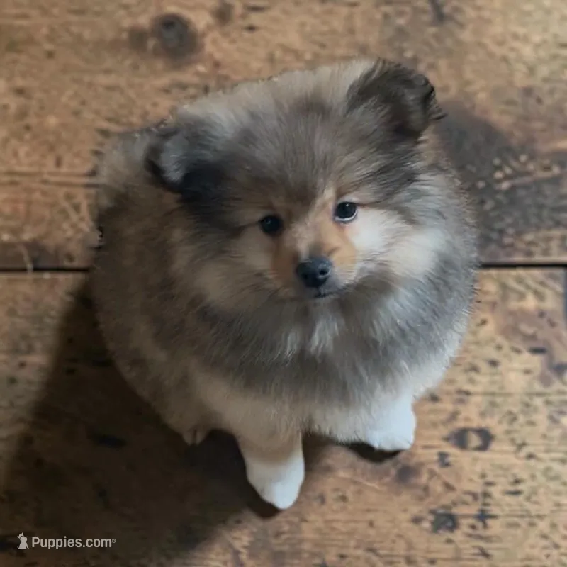Panda – Pomeranian puppy for sale in Edwardsburg, MI