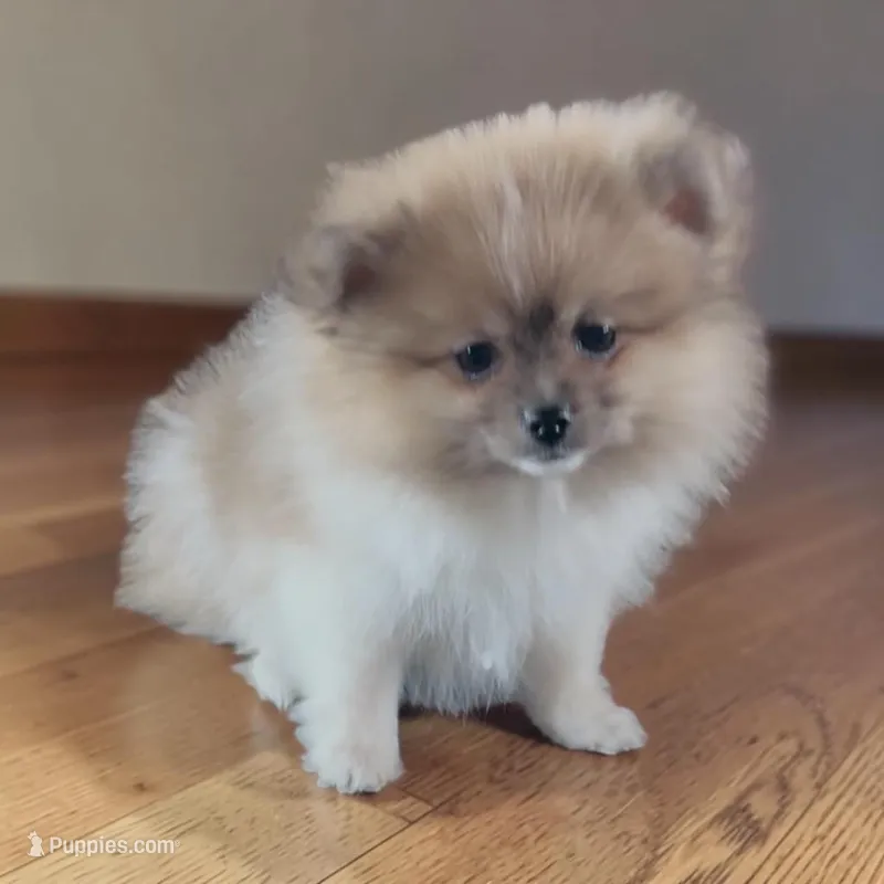 Pepe – Pomeranian puppy for sale in Edwardsburg, MI
