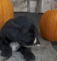 Sierra, a female Shihpoo for sale in Edwardsburg, MI – 2 of 3
