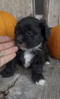 Scout, a male Shihpoo for sale in Edwardsburg, MI – 3 of 3