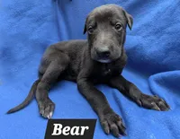 Bear, a male Greyhound for sale in Brighton, CO – 2 of 2