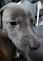 BlueJean, a female Greyhound for sale in Brighton, CO – 5 of 6