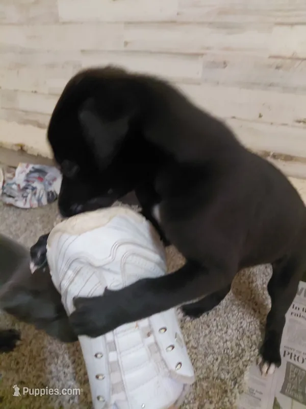 Fancee – Greyhound puppy for sale in Brighton, CO
