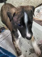 Layla Ali, a female Greyhound for sale in Brighton, CO – 3 of 3
