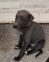 BlueJean, a female Greyhound for sale in Brighton, CO – 3 of 6