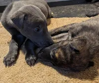BlueJean, a female Greyhound for sale in Brighton, CO – 2 of 6