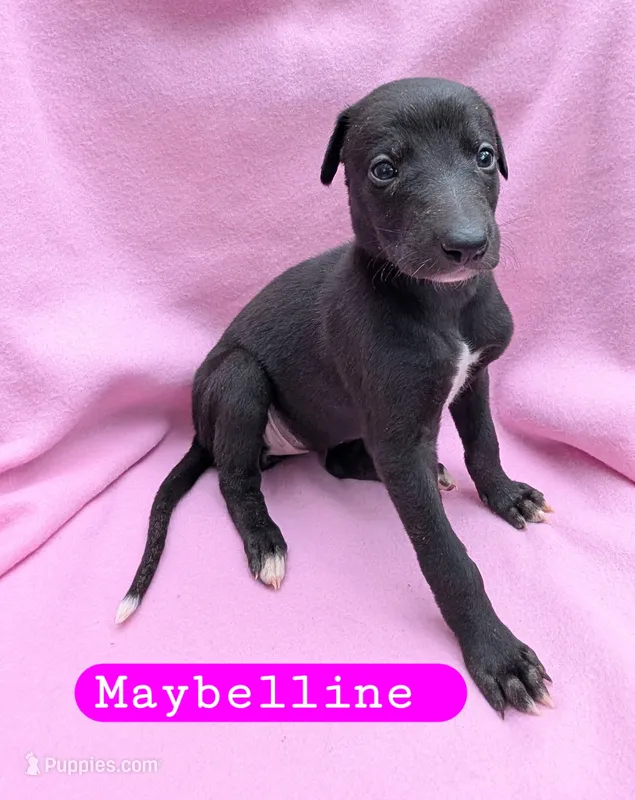 Maybelline – Greyhound puppy for sale in Brighton, CO