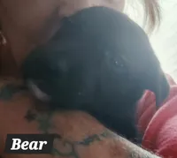 Bear, a male Greyhound for sale in Brighton, CO – 1 of 2