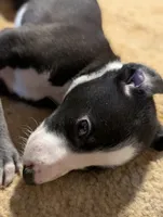 Bessie , a female Greyhound for sale in Brighton, CO – 2 of 4