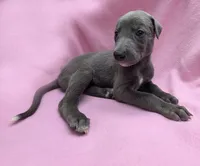 BlueJean, a female Greyhound for sale in Brighton, CO – 4 of 6