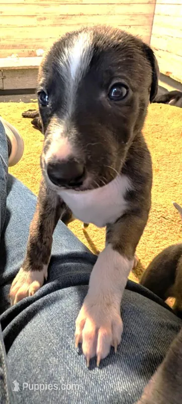 Layla Ali – Greyhound puppy for sale in Brighton, CO
