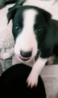 Bessie , a female Greyhound for sale in Brighton, CO – 3 of 4