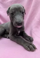 BlueJean, a female Greyhound for sale in Brighton, CO – 1 of 6