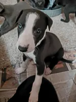 Bessie , a female Greyhound for sale in Brighton, CO – 4 of 4