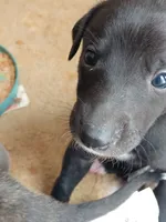Fancee, a female Greyhound for sale in Brighton, CO – 3 of 3