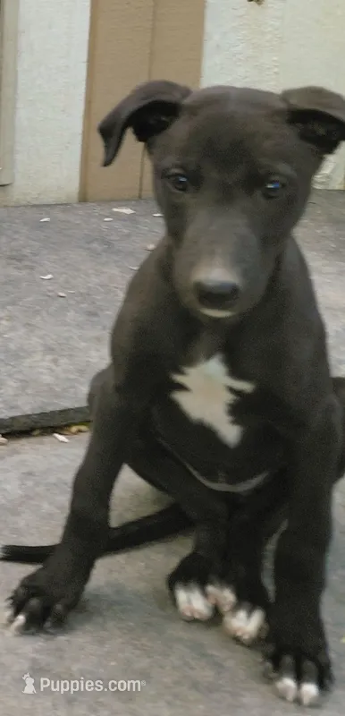 Fancee – Greyhound puppy for sale in Brighton, CO