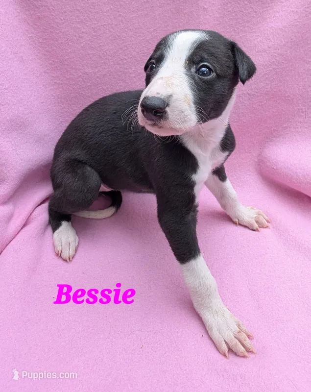 Bessie  – Greyhound puppy for sale in Brighton, CO