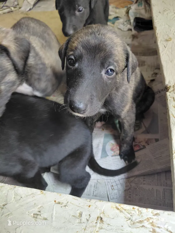 Hero – Greyhound puppy for sale in Brighton, CO
