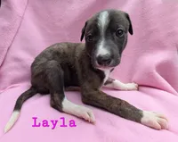 Layla Ali, a female Greyhound for sale in Brighton, CO – 2 of 3