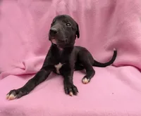 Fancee, a female Greyhound for sale in Brighton, CO – 2 of 3