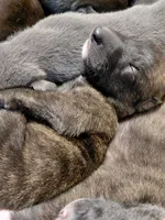 Hero, a male Greyhound for sale in Brighton, CO – 2 of 3