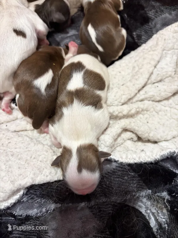 Akc girl 1, a female Shih Tzu for sale in Springfield, MO – Photo 1 of 1