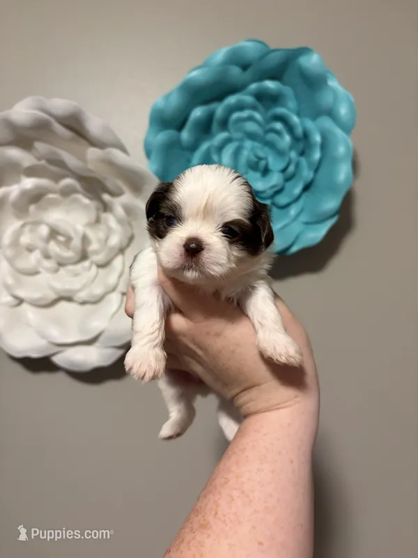 Akc girl 1 – Shih Tzu puppy for sale in Springfield, MO
