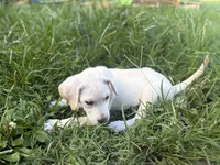 Akc Cassie , a female Labrador Retriever for sale in Springfield, MO – 2 of 3