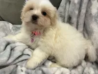 Candy , a female Morkie for sale in Springfield, MO – 1 of 4