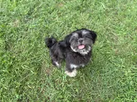 Paddy , a female Shih Tzu for sale in Springfield, MO – 1 of 3