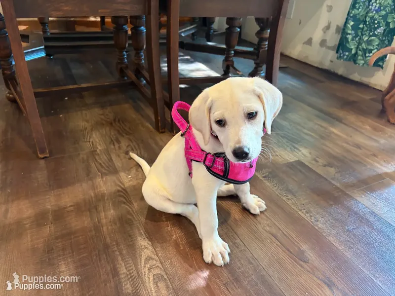 Akc Cassie  – Labrador Retriever puppy for sale in Springfield, MO