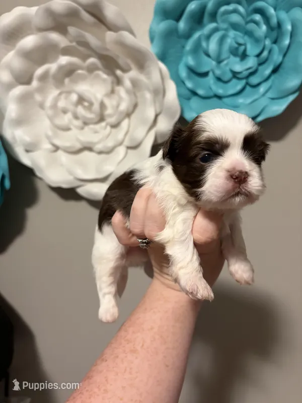 Akc boy 3 – Shih Tzu puppy for sale in Springfield, MO