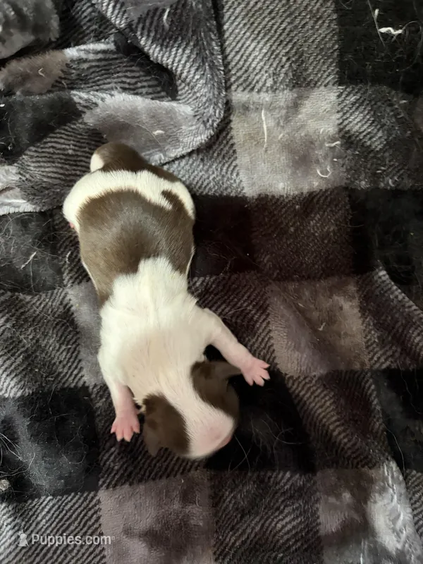 Akc boy 3, a male Shih Tzu for sale in Springfield, MO – Photo 1 of 1