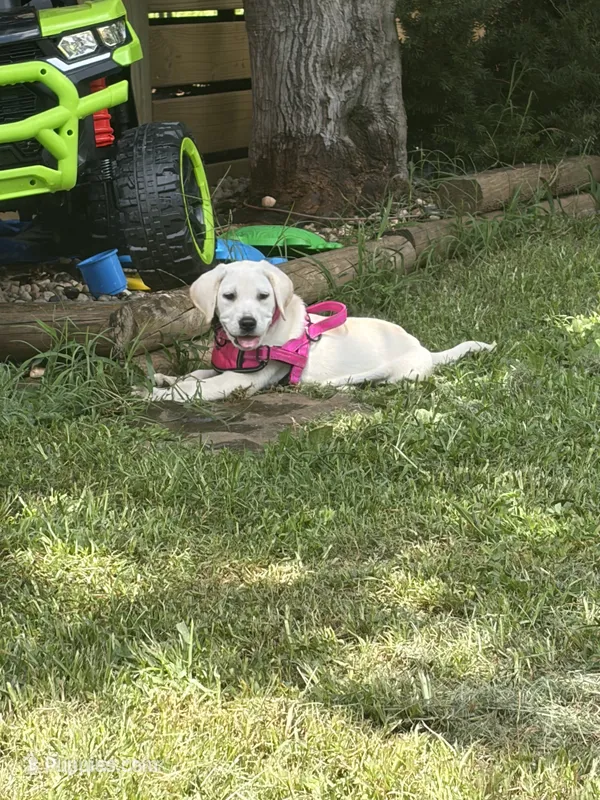 Akc Cassie  – Labrador Retriever puppy for sale in Springfield, MO