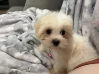 Candy , a female Morkie for sale in Springfield, MO – 2 of 4