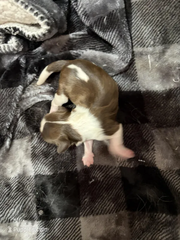 Akc boy 1, a male Shih Tzu for sale in Springfield, MO – Photo 1 of 1