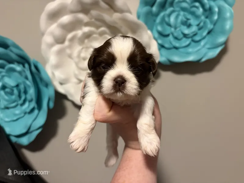 Akc boy 1 – Shih Tzu puppy for sale in Springfield, MO