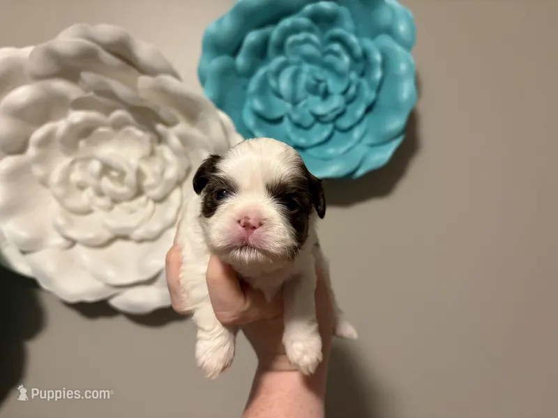 Akc Boy 2 – Shih Tzu puppy for sale in Springfield, MO