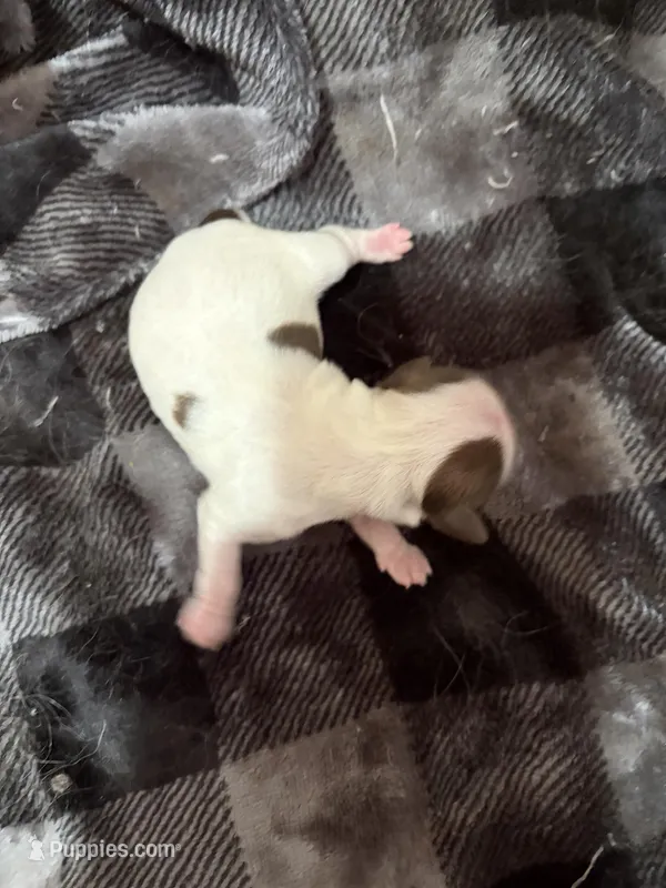 Akc Boy 2, a male Shih Tzu for sale in Springfield, MO – Photo 1 of 1