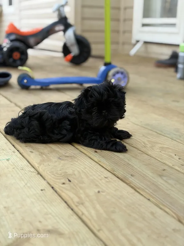 Clarabelle  – Shih Tzu puppy for sale in Springfield, MO