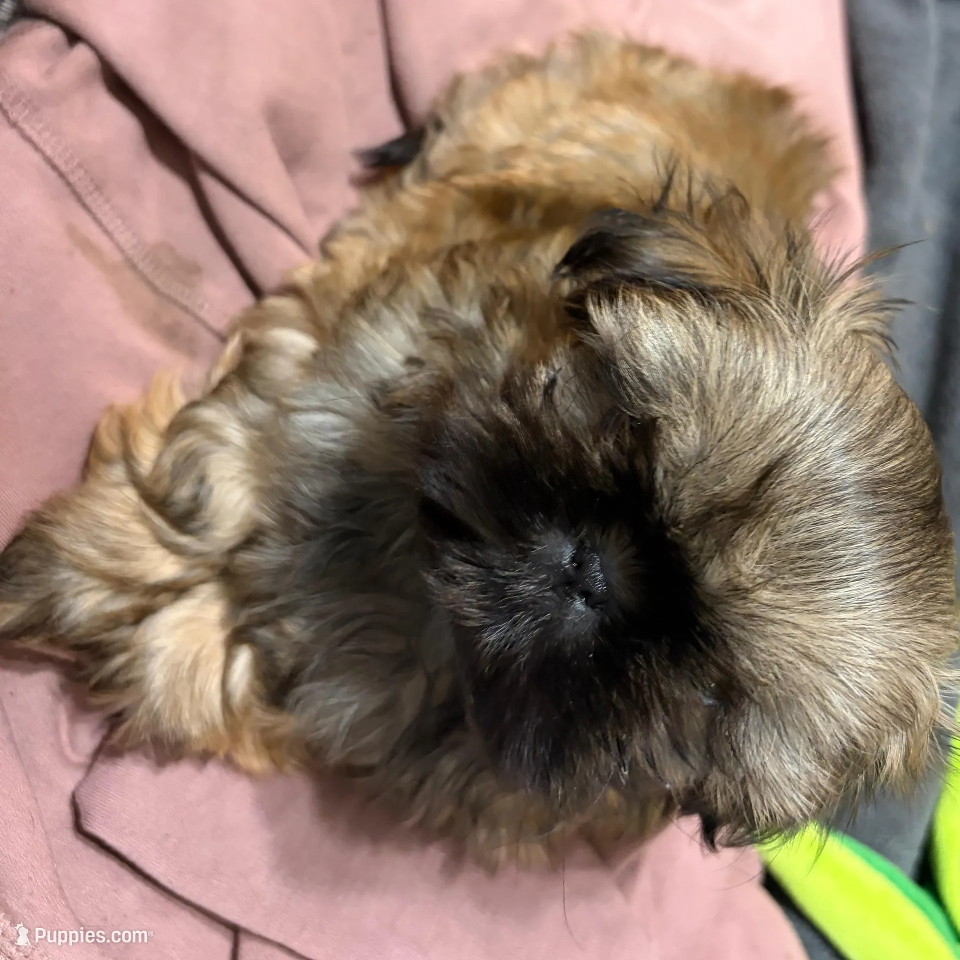 Cricket , a female Shih Tzu for sale in Springfield, MO – Photo 1 of 1