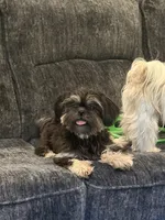 Paddy , a female Shih Tzu for sale in Springfield, MO – 3 of 3