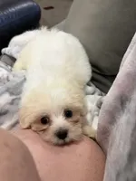 Candy , a female Morkie for sale in Springfield, MO – 3 of 4