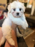 Candy , a female Morkie for sale in Springfield, MO – 4 of 4
