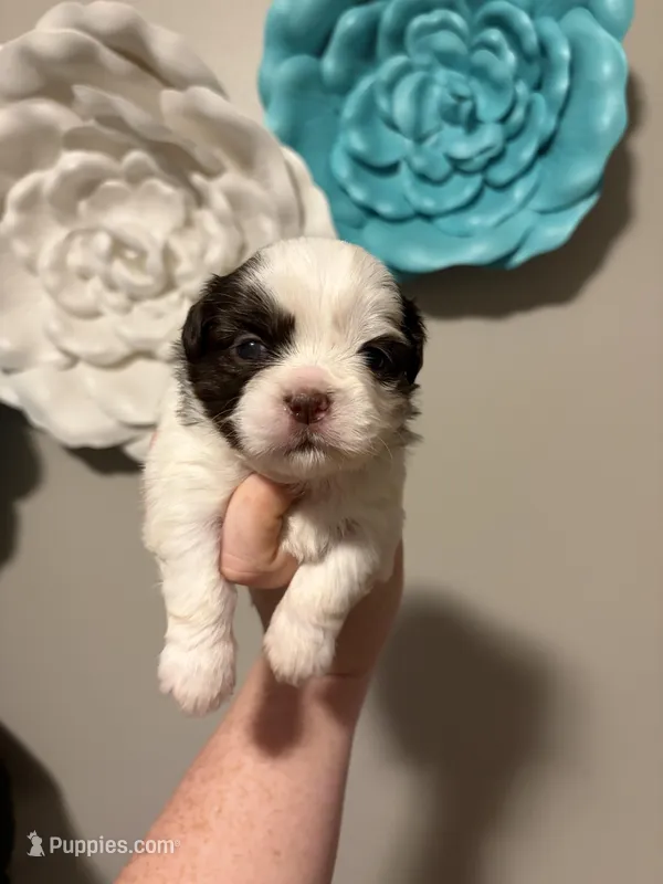 Akc boy 4 – Shih Tzu puppy for sale in Springfield, MO