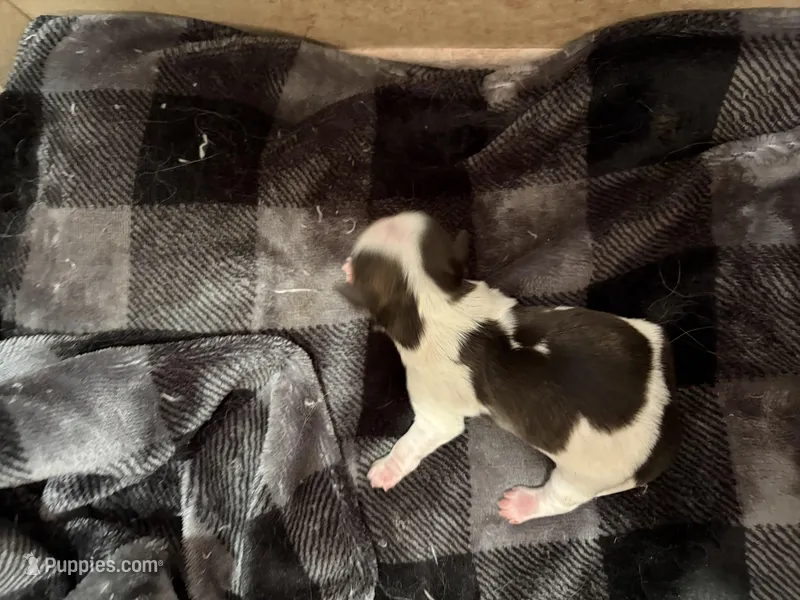 Akc boy 4, a male Shih Tzu for sale in Springfield, MO – Photo 1 of 1