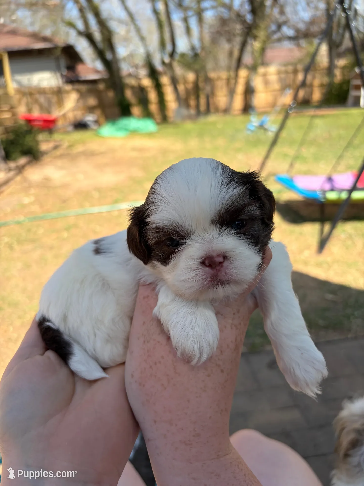 Akc Boy 2 – Shih Tzu puppy for sale in Springfield, MO