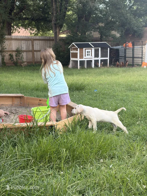 Akc Cassie  – Labrador Retriever puppy on hold in Springfield, MO