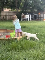 Akc Cassie , a female Labrador Retriever for sale in Springfield, MO – 1 of 3