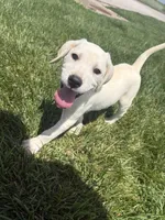 Akc Cassie , a female Labrador Retriever for sale in Springfield, MO – 3 of 3